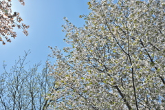 春の日 山の桜