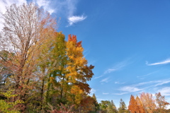 秋色の青空