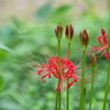 木陰の彼岸花