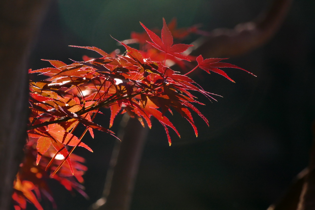 森深い紅