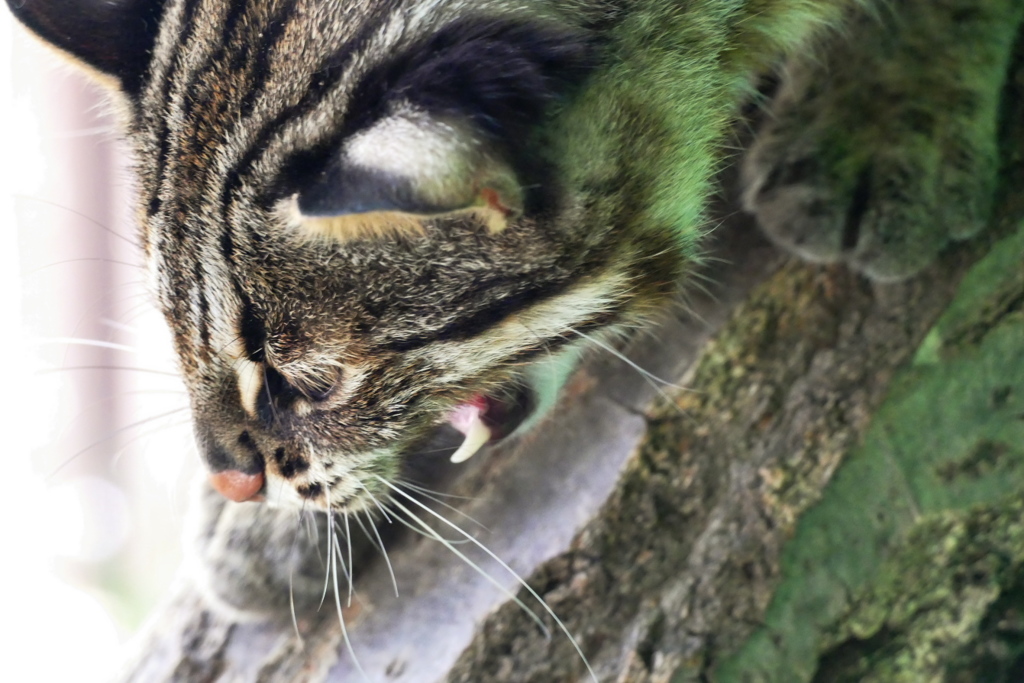 そろり獲物に向かって