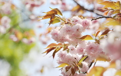 八重の桜