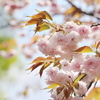 八重の桜
