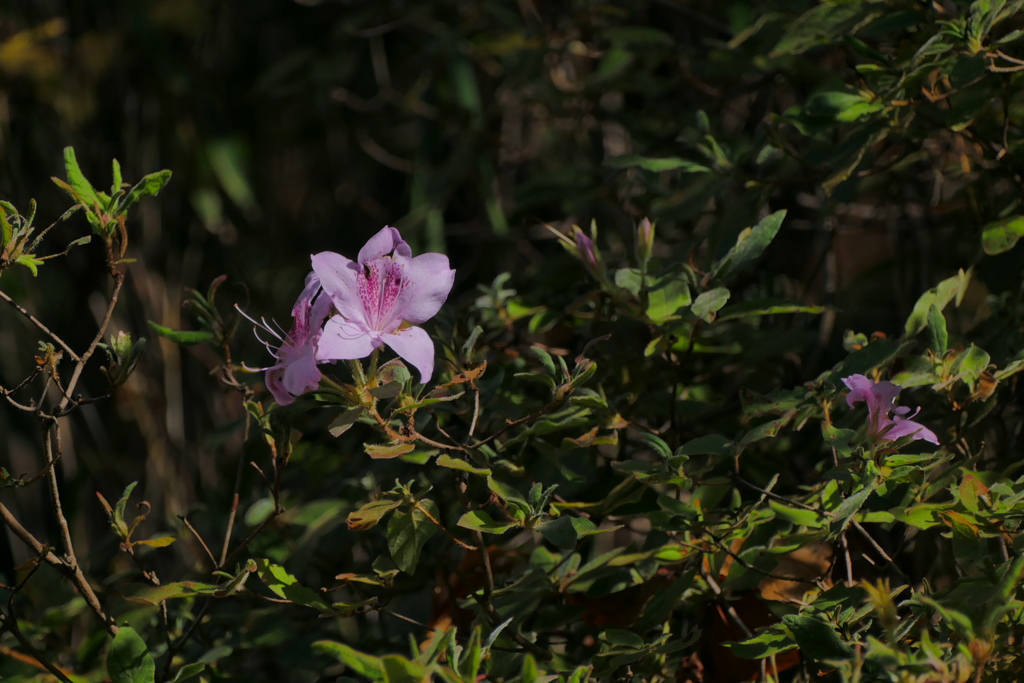 晩秋の｡｡｡ツツジ！？