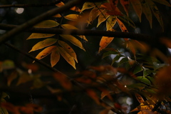 晩秋の木蔭