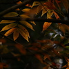 晩秋の木蔭