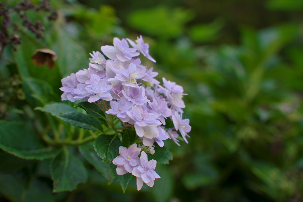 秋の紫陽花