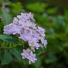 秋の紫陽花