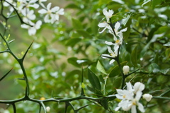 カラタチの花