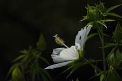 儚さと優しさと｡｡｡白い花