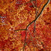 見上げるモミジ