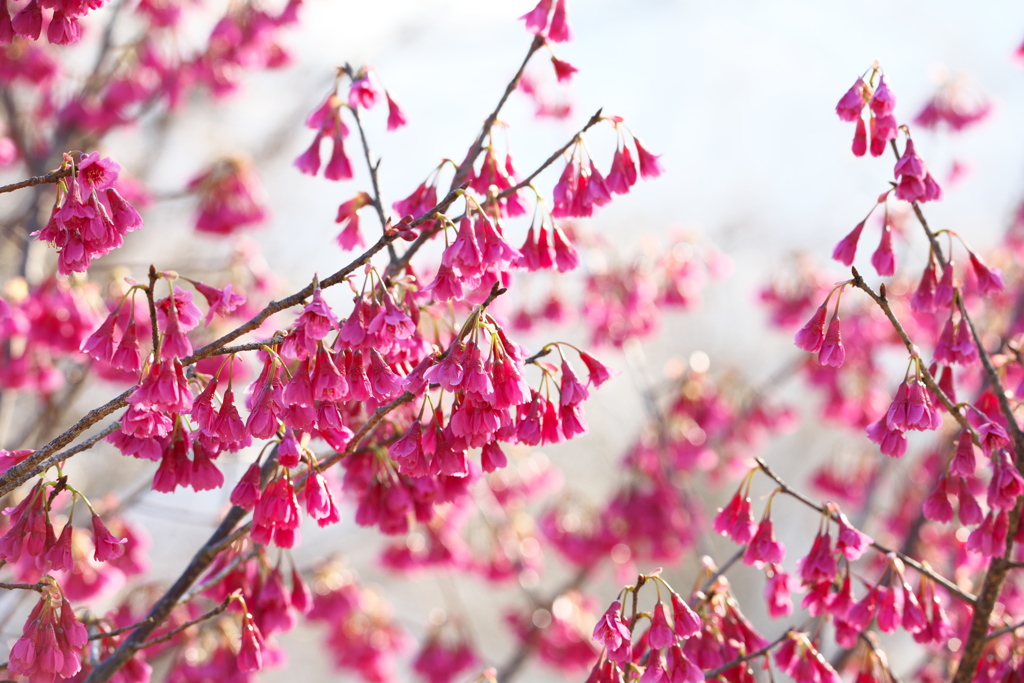 寒緋桜、満開