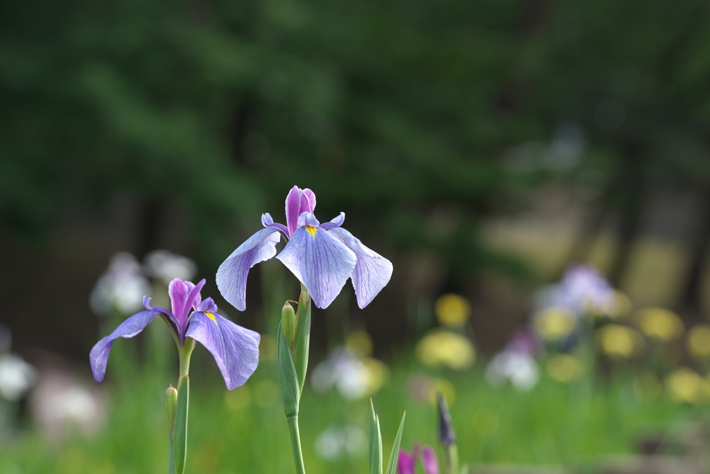花菖蒲