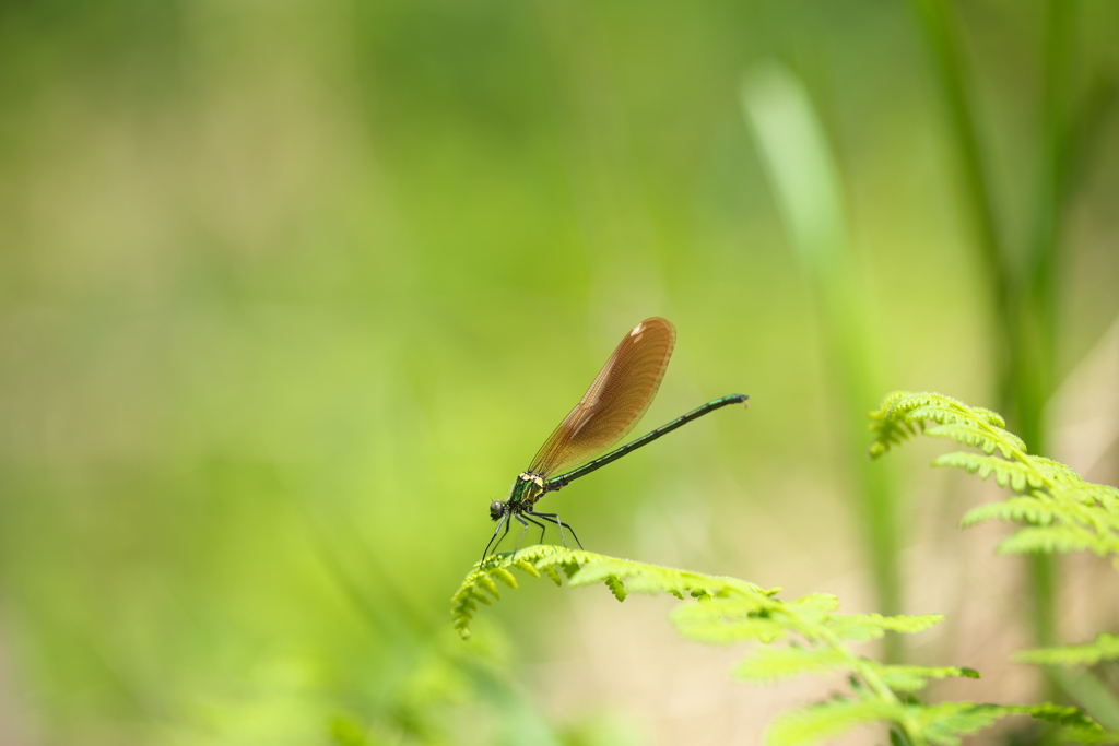 カワトンボ