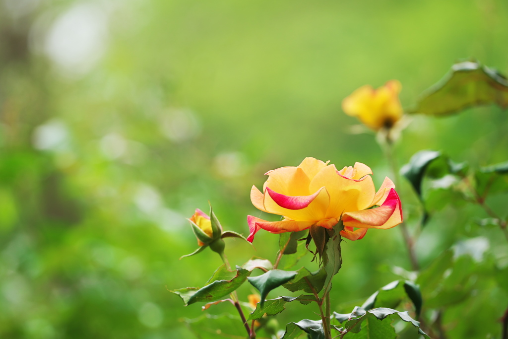 明るく華やか