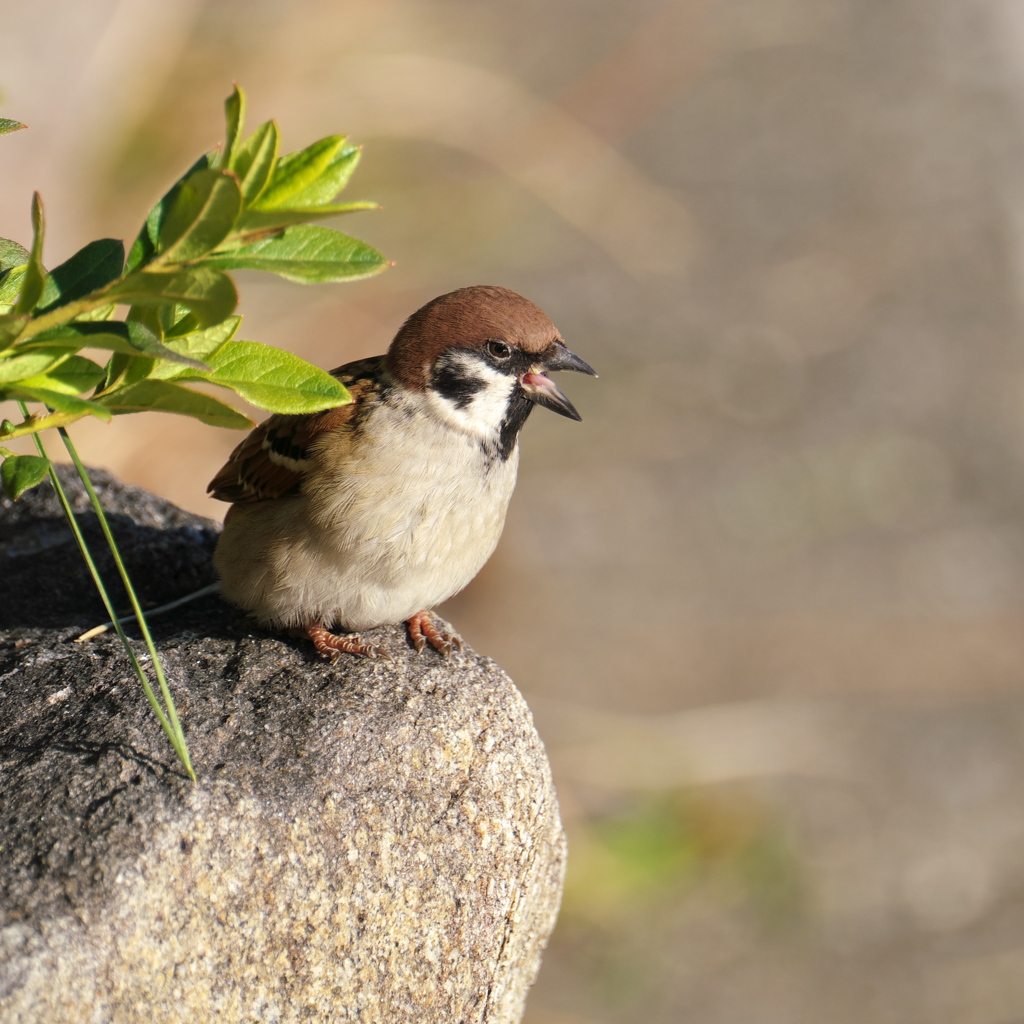 ペンギンすずめ