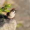ペンギンすずめ