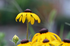 咲いていたい｡｡｡