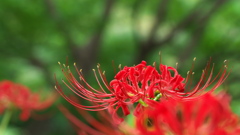 彼岸花