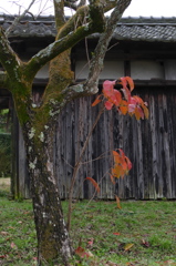 山村の柿の葉（2）