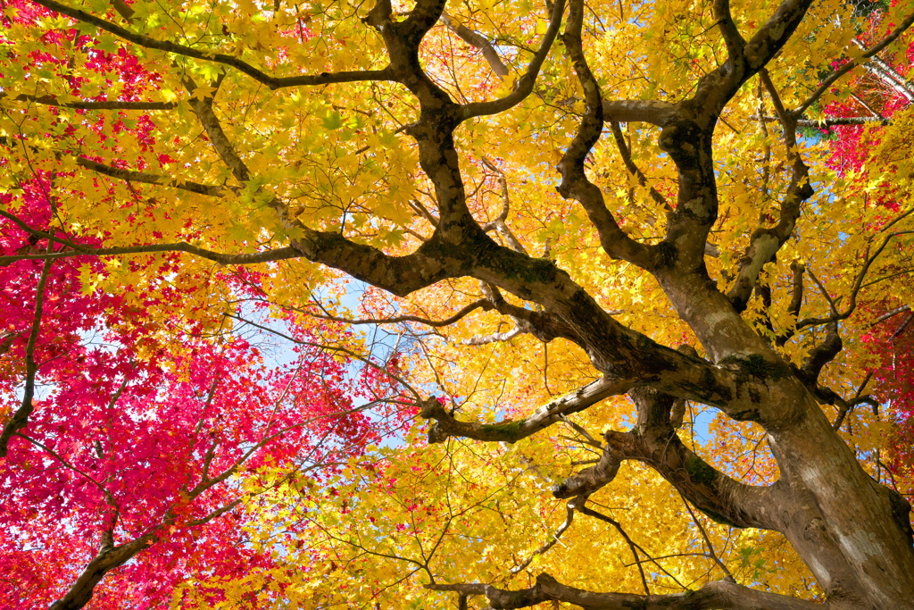 黄葉紅葉