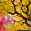 黄葉紅葉