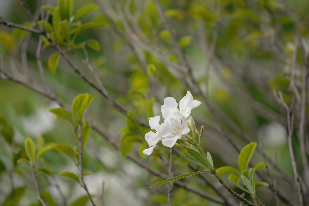 白いキョウチクトウ