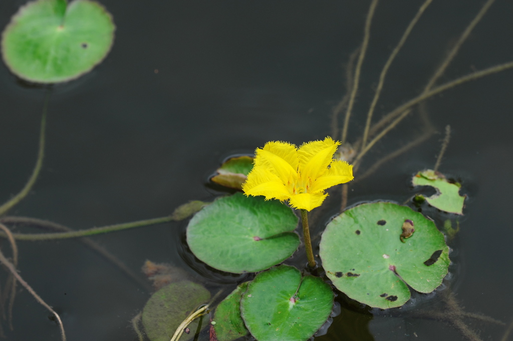 黄色の浮き花