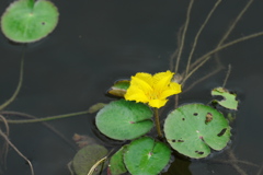 黄色の浮き花