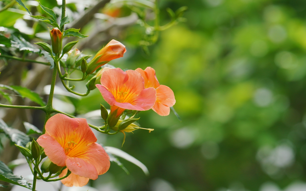 ああ、もう夏か