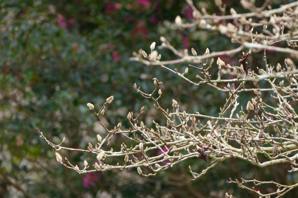ああ、もう冬なんだなあ｡｡｡