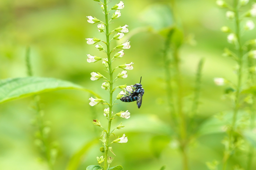 幸せを呼ぶ青い蜂