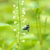 幸せを呼ぶ青い蜂