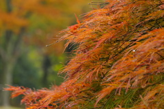 朱の細葉