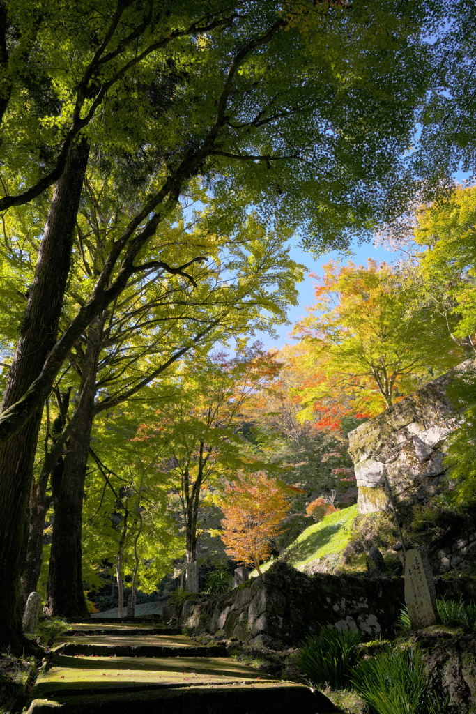 とあるお寺の色づき始め