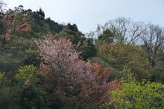 春山の彩り