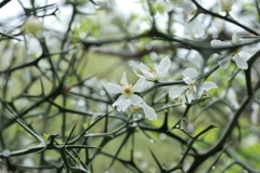カラタチの花