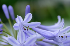 梅雨を惜しんで｡｡｡（2）