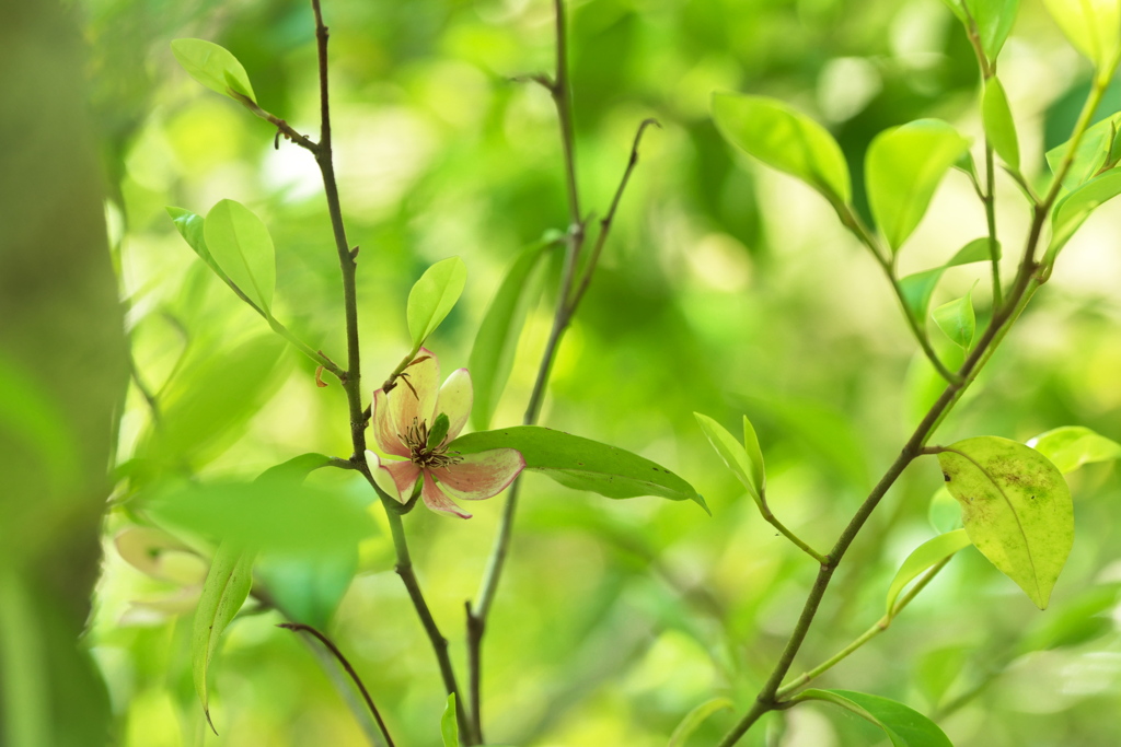 カラタネオガタマの花