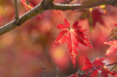虎渓山の紅葉（2）
