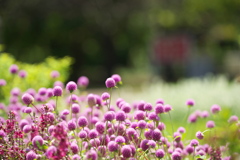 夏の花畑