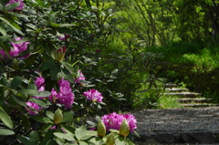 石段を覗くシャクナゲ