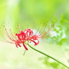 もう一枚の曼殊沙華