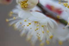 白の花