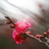 紅梅