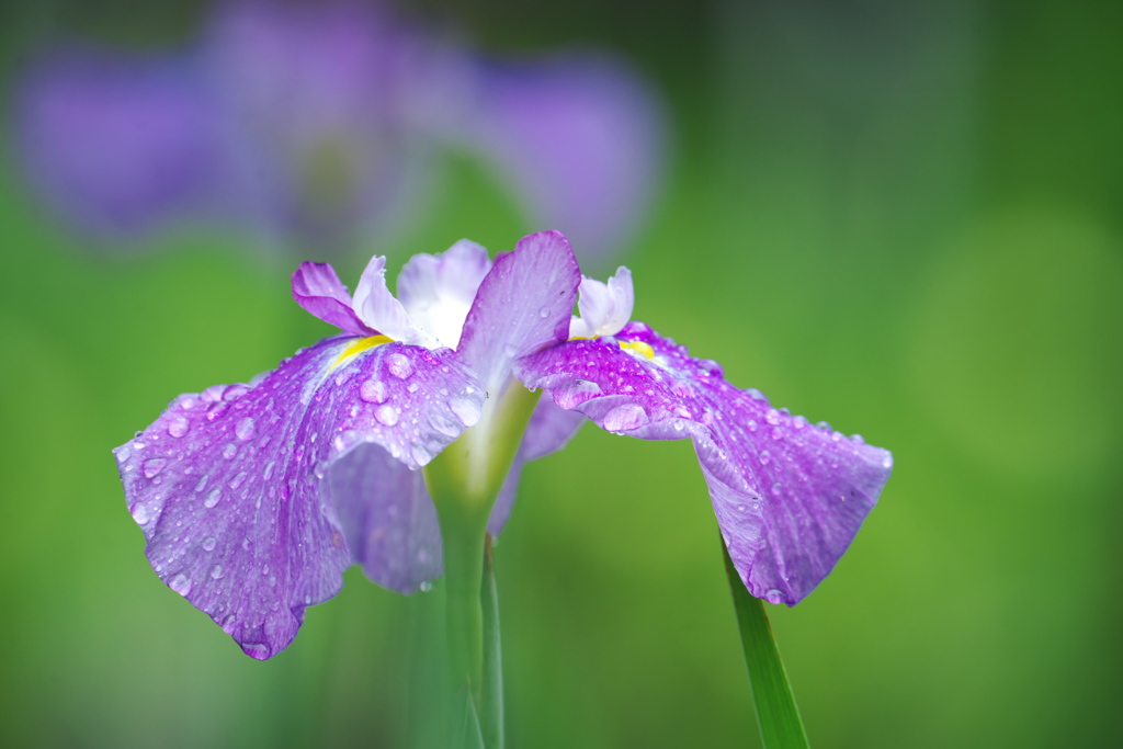 雨の花菖蒲