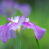 雨の花菖蒲