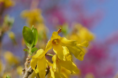 春の黄花
