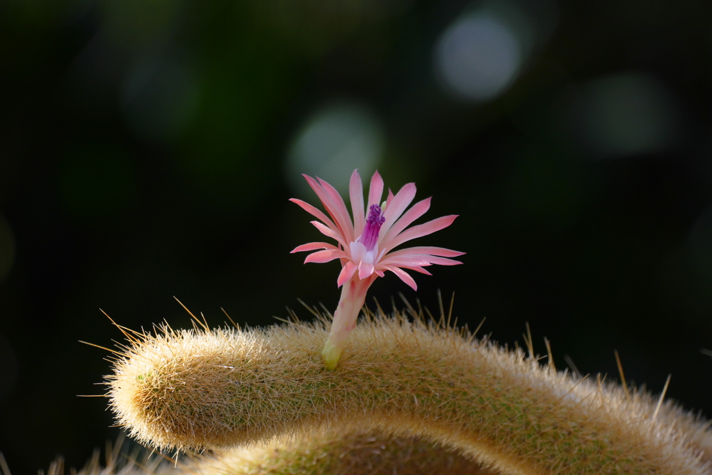 サボテンの花　