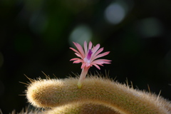 サボテンの花　